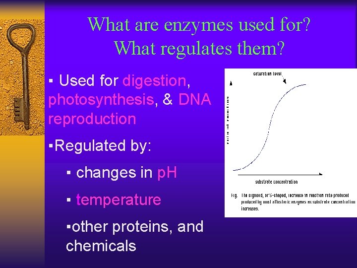 What are enzymes used for? What regulates them? ▪ Used for digestion, photosynthesis, &
