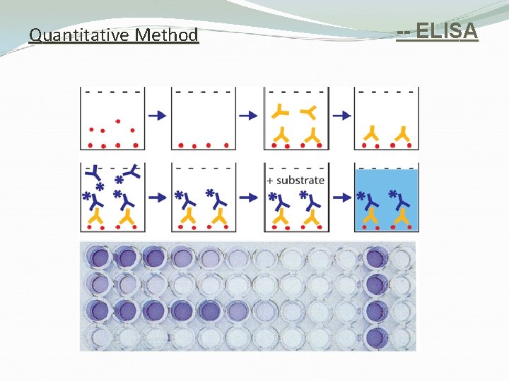 Quantitative Method -- ELISA 