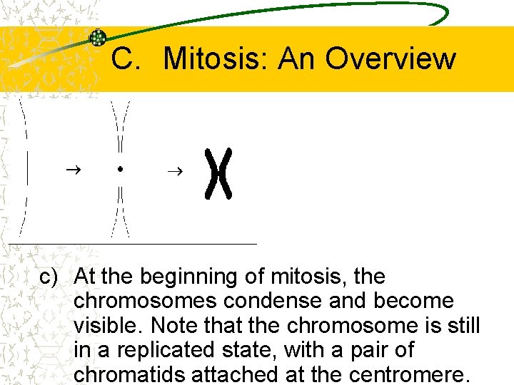 C. Mitosis: An Overview c) At the beginning of mitosis, the chromosomes condense and