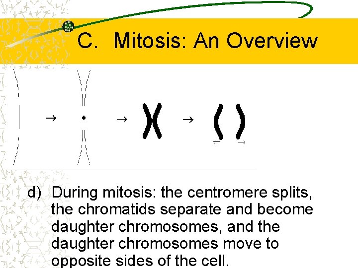 C. Mitosis: An Overview d) During mitosis: the centromere splits, the chromatids separate and