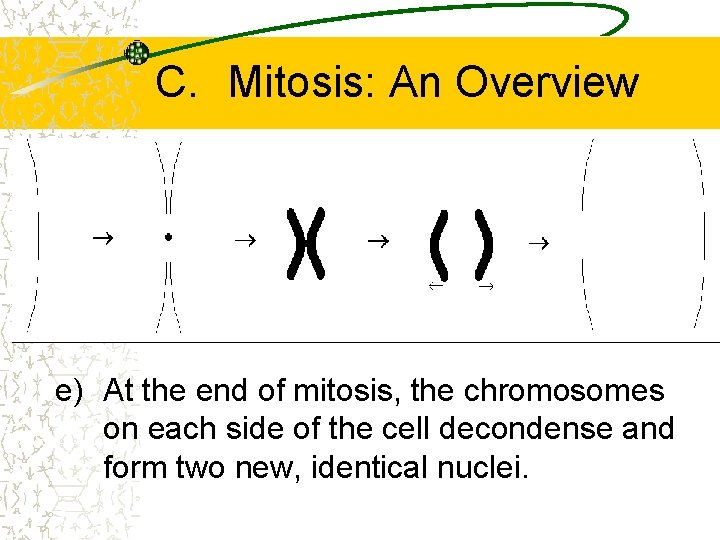 C. Mitosis: An Overview e) At the end of mitosis, the chromosomes on each