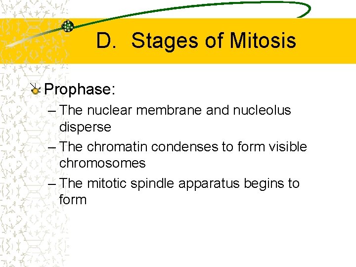 D. Stages of Mitosis Prophase: – The nuclear membrane and nucleolus disperse – The