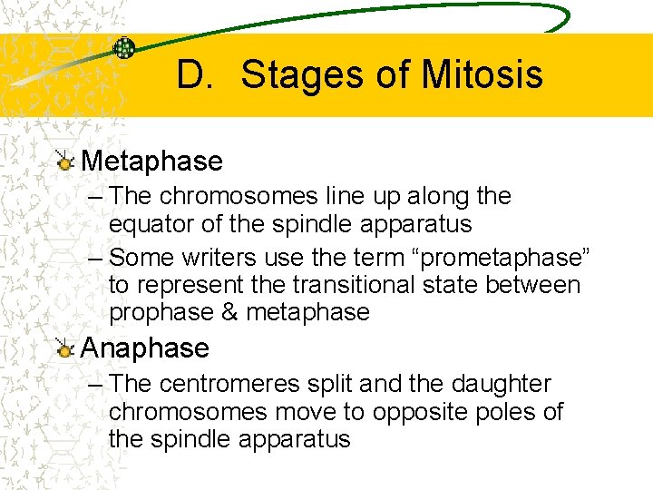 D. Stages of Mitosis Metaphase – The chromosomes line up along the equator of