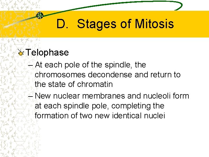 D. Stages of Mitosis Telophase – At each pole of the spindle, the chromosomes