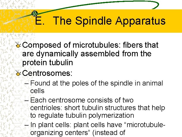 E. The Spindle Apparatus Composed of microtubules: fibers that are dynamically assembled from the