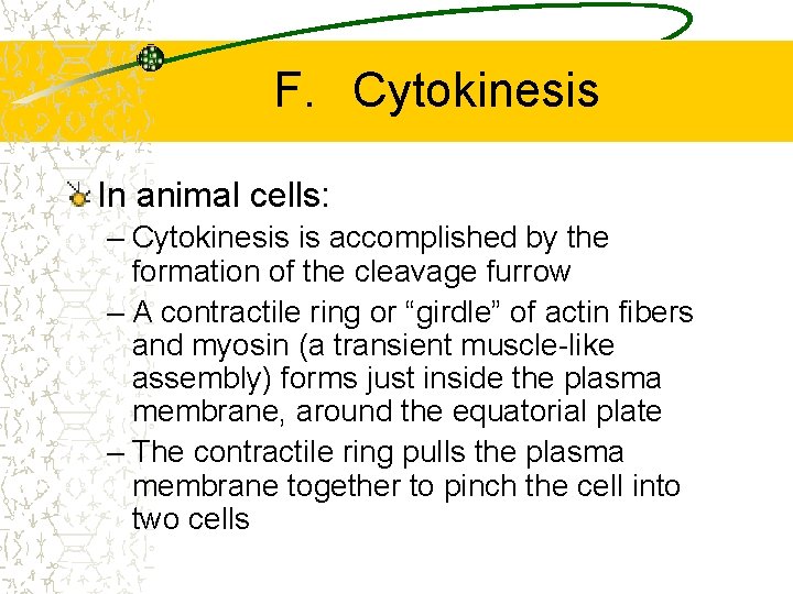F. Cytokinesis In animal cells: – Cytokinesis is accomplished by the formation of the