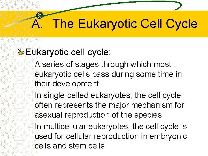 A. The Eukaryotic Cell Cycle Eukaryotic cell cycle: – A series of stages through