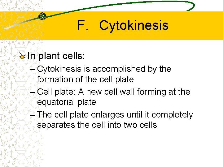 F. Cytokinesis In plant cells: – Cytokinesis is accomplished by the formation of the