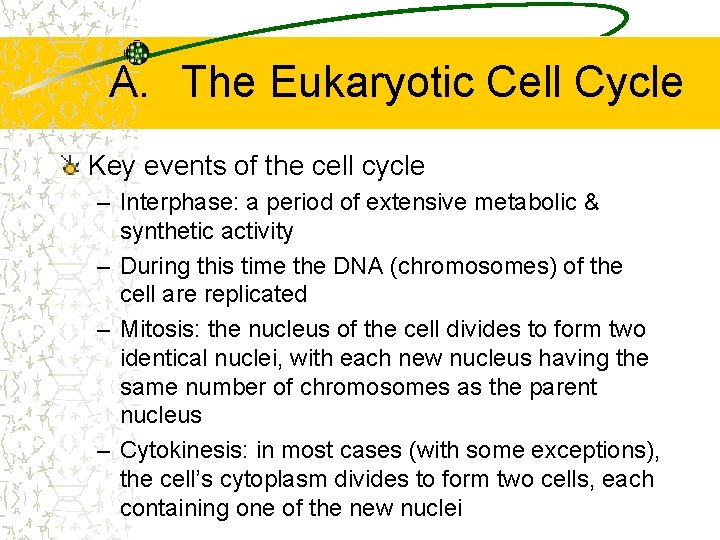 A. The Eukaryotic Cell Cycle Key events of the cell cycle – Interphase: a