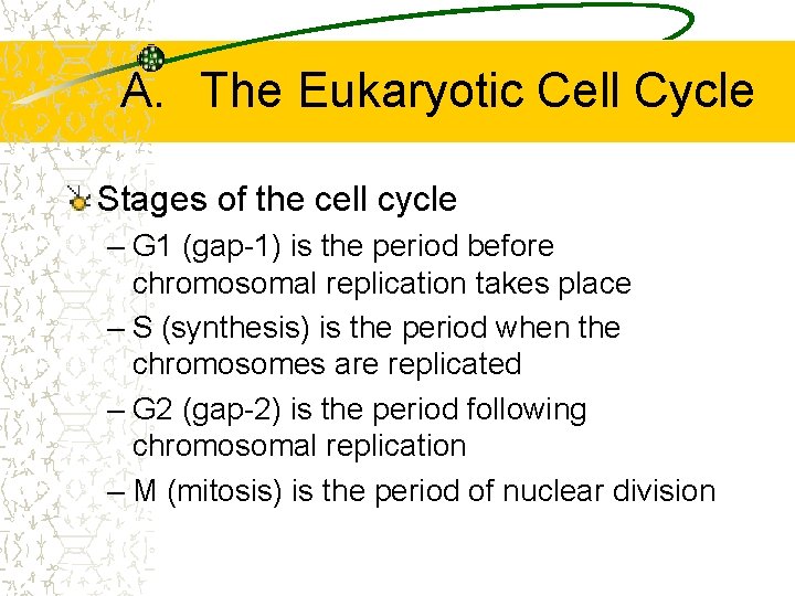 A. The Eukaryotic Cell Cycle Stages of the cell cycle – G 1 (gap-1)