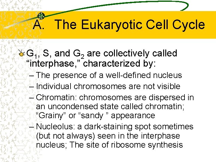 A. The Eukaryotic Cell Cycle G 1, S, and G 2 are collectively called