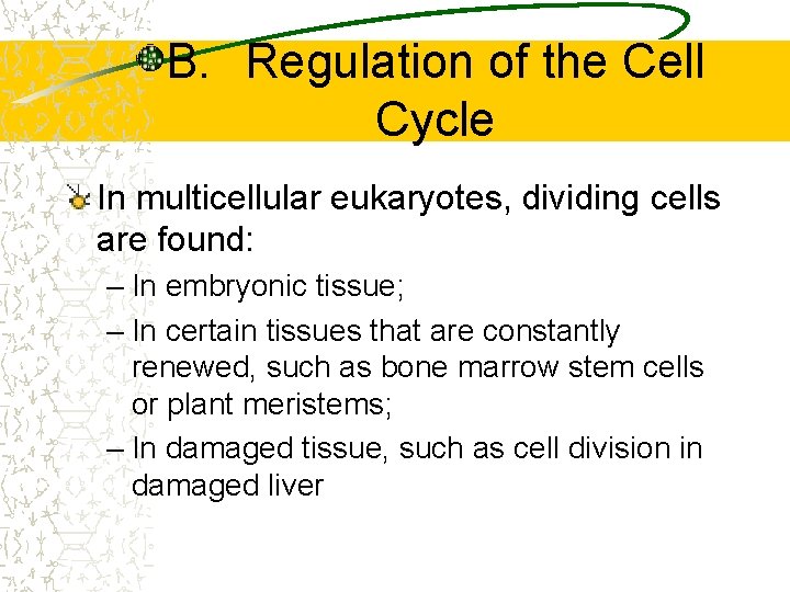 B. Regulation of the Cell Cycle In multicellular eukaryotes, dividing cells are found: –