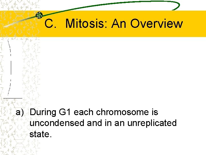 C. Mitosis: An Overview a) During G 1 each chromosome is uncondensed and in