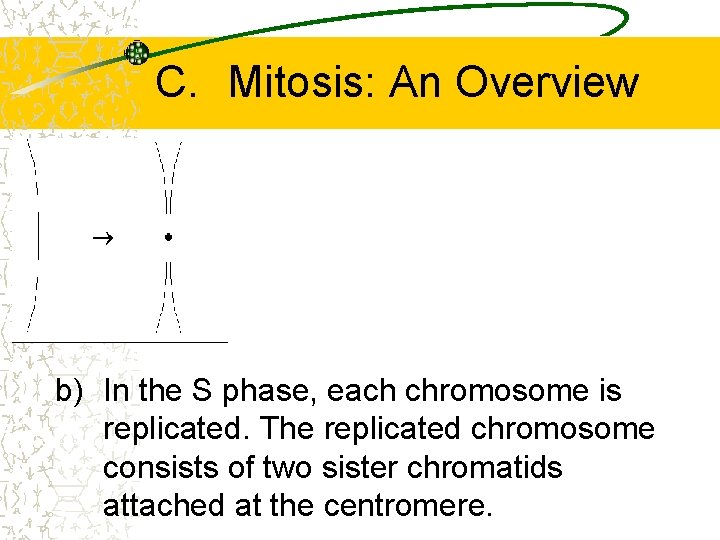 C. Mitosis: An Overview b) In the S phase, each chromosome is replicated. The