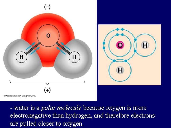 - water is a polar molecule because oxygen is more electronegative than hydrogen, and