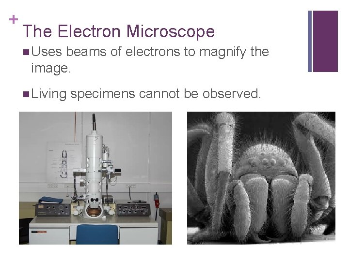 + The Electron Microscope n Uses beams of electrons to magnify the image. n
