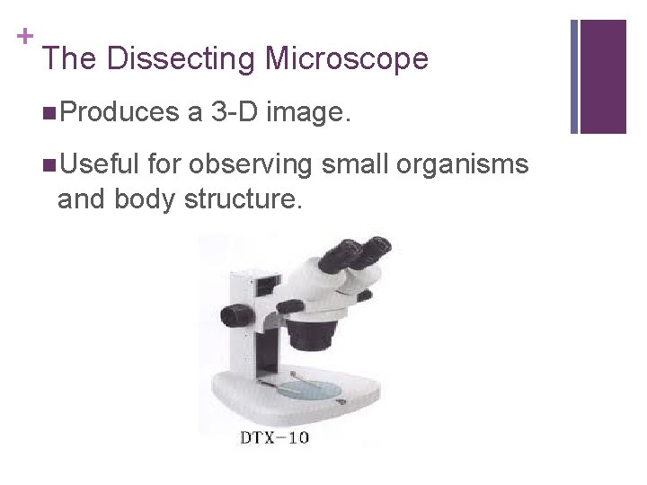 + The Dissecting Microscope n. Produces n. Useful a 3 -D image. for observing