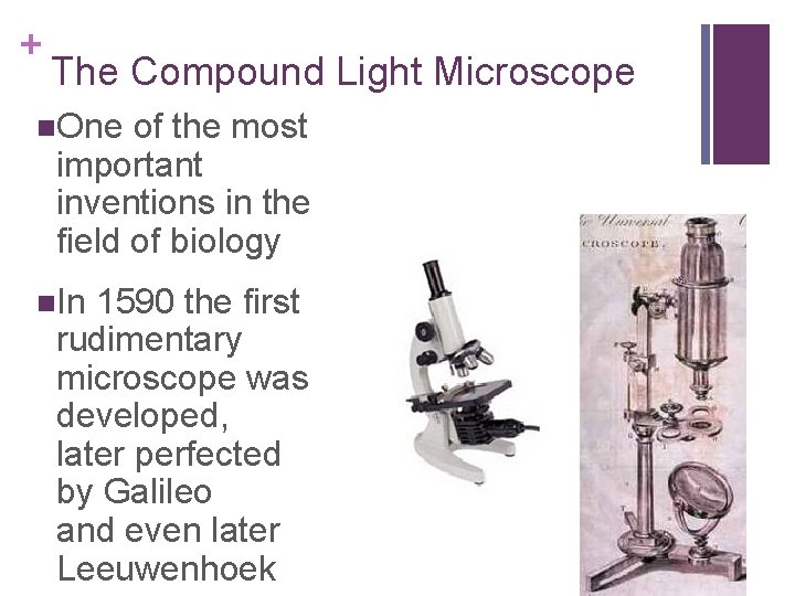 + The Compound Light Microscope n. One of the most important inventions in the