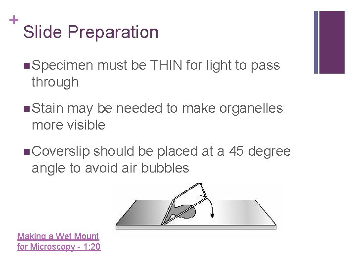 + Slide Preparation n Specimen must be THIN for light to pass through n