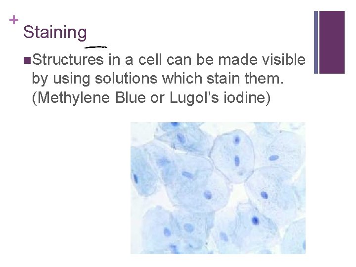 + Staining n. Structures in a cell can be made visible by using solutions