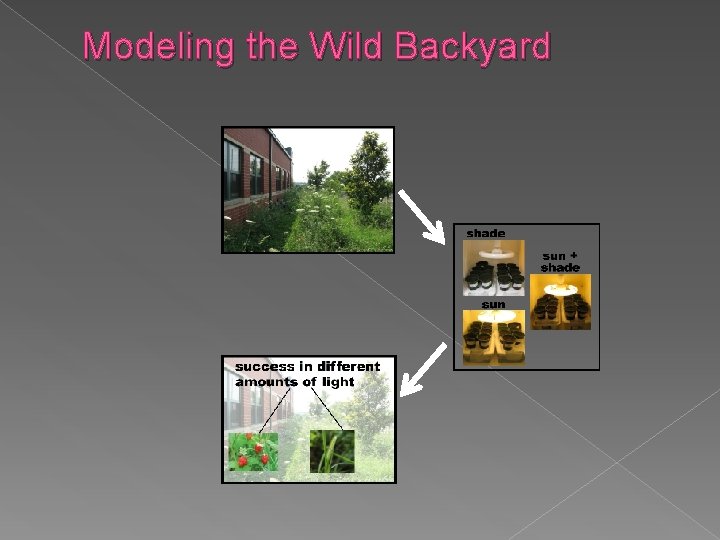 Modeling the Wild Backyard 