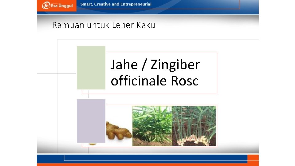 Ramuan untuk Leher Kaku Jahe / Zingiber officinale Rosc 