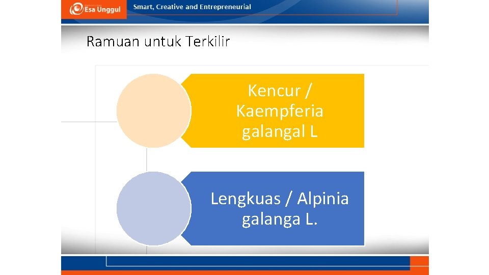 Ramuan untuk Terkilir Kencur / Kaempferia galangal L Lengkuas / Alpinia galanga L. 