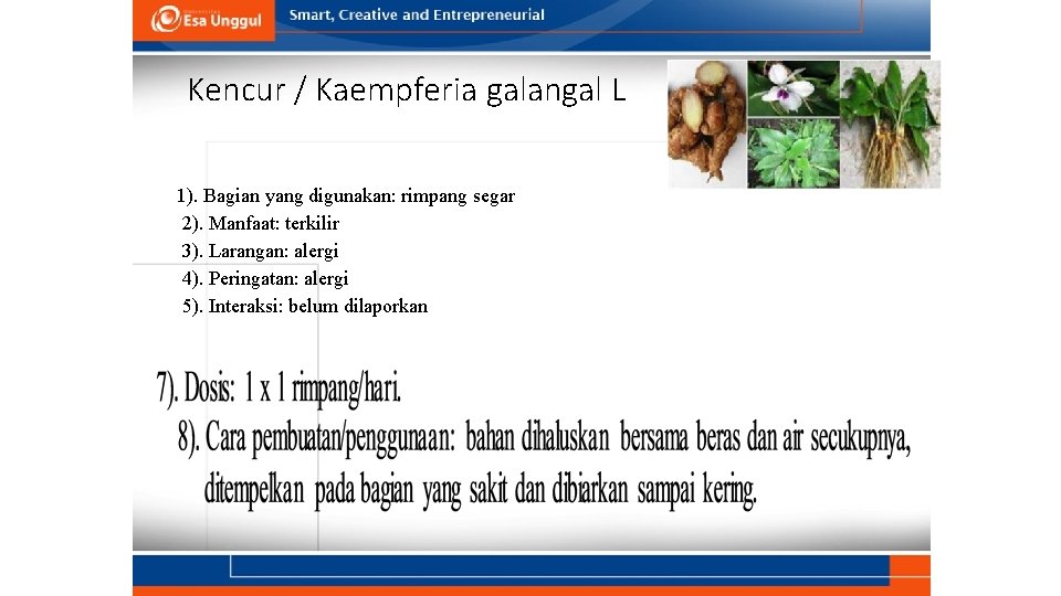 Kencur / Kaempferia galangal L 1). Bagian yang digunakan: rimpang segar 2). Manfaat: terkilir