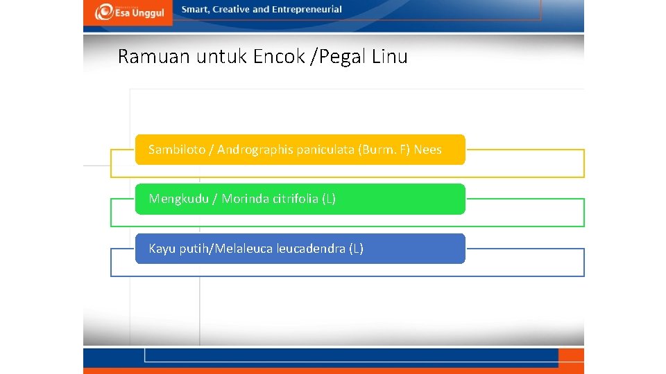 Ramuan untuk Encok /Pegal Linu Sambiloto / Andrographis paniculata (Burm. F) Nees Mengkudu /