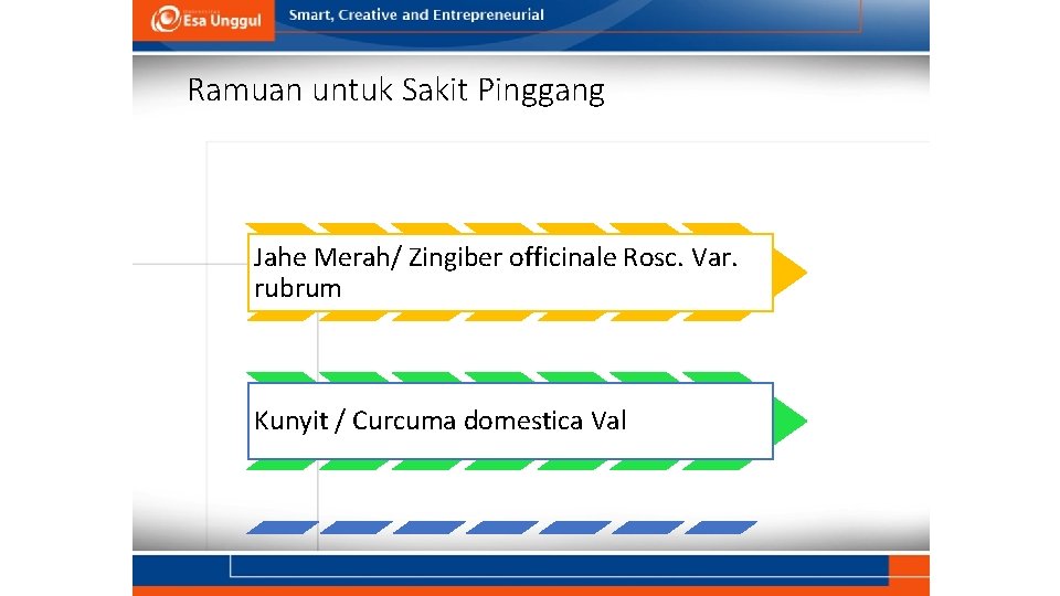 Ramuan untuk Sakit Pinggang Jahe Merah/ Zingiber officinale Rosc. Var. rubrum Kunyit / Curcuma