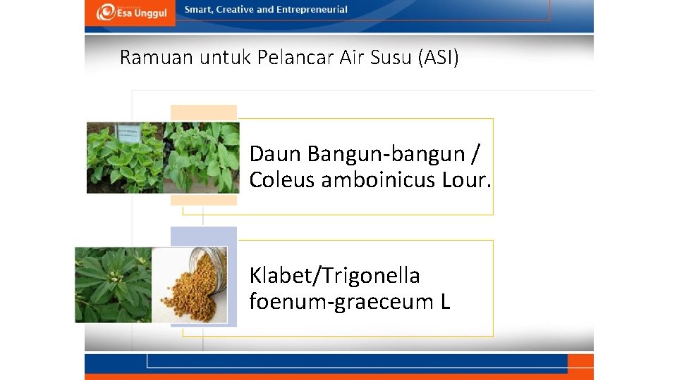 Ramuan untuk Pelancar Air Susu (ASI) Daun Bangun-bangun / Coleus amboinicus Lour. Klabet/Trigonella foenum-graeceum