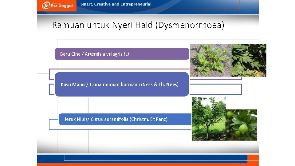 Ramuan untuk Nyeri Haid (Dysmenorrhoea) Baru Cina / Artemisia vulagris (L) Kayu Manis /