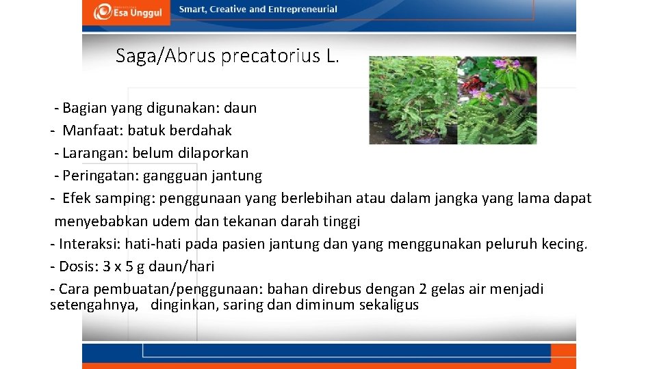 Saga/Abrus precatorius L. - Bagian yang digunakan: daun - Manfaat: batuk berdahak - Larangan: