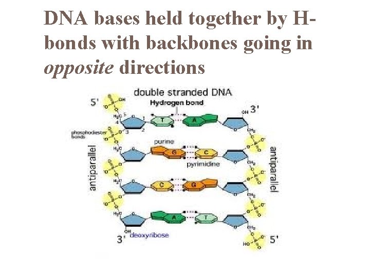 DNA bases held together by Hbonds with backbones going in opposite directions 