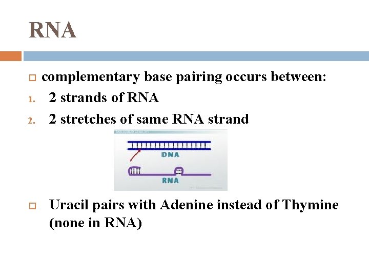 RNA 1. 2. complementary base pairing occurs between: 2 strands of RNA 2 stretches