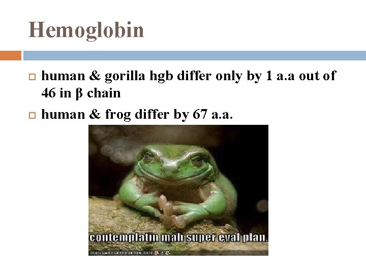 Hemoglobin human & gorilla hgb differ only by 1 a. a out of 46