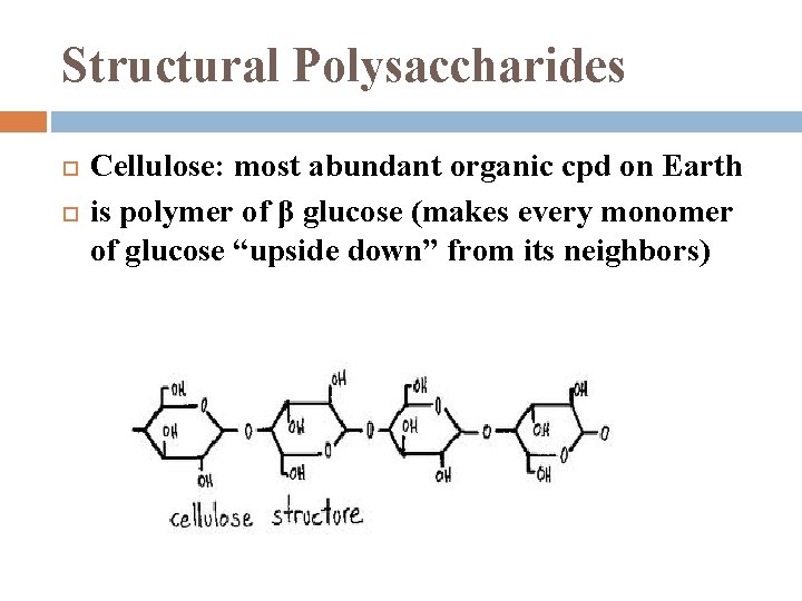 Structural Polysaccharides Cellulose: most abundant organic cpd on Earth is polymer of β glucose