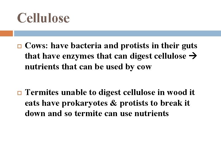 Cellulose Cows: have bacteria and protists in their guts that have enzymes that can