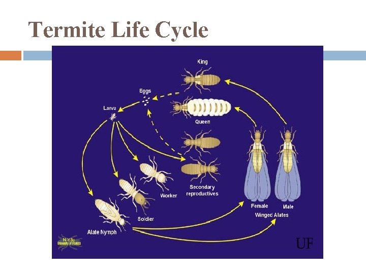 Termite Life Cycle 