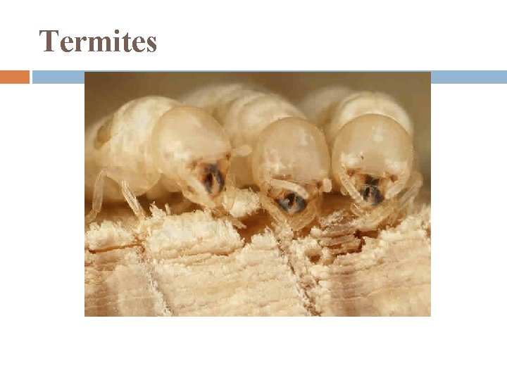 Termites 