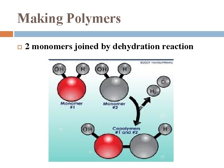 Making Polymers 2 monomers joined by dehydration reaction 