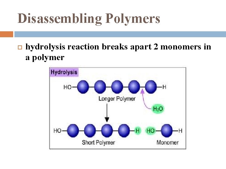 Disassembling Polymers hydrolysis reaction breaks apart 2 monomers in a polymer 