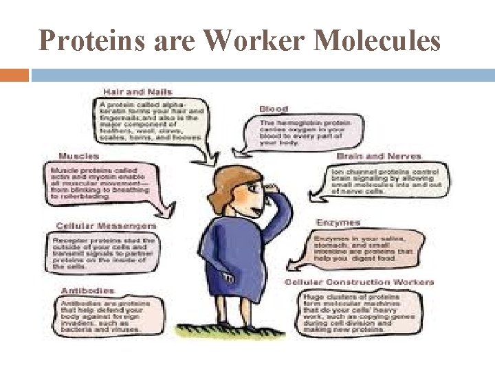 Proteins are Worker Molecules 