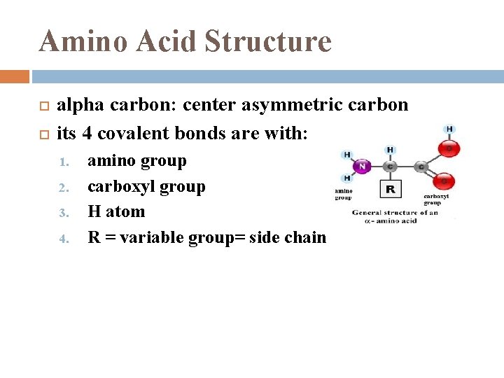 Amino Acid Structure alpha carbon: center asymmetric carbon its 4 covalent bonds are with: