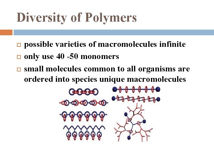 Diversity of Polymers possible varieties of macromolecules infinite only use 40 -50 monomers small