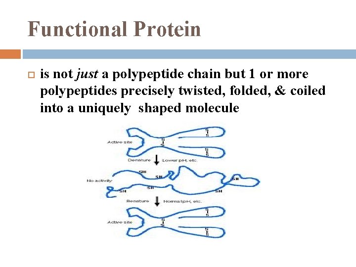 Functional Protein is not just a polypeptide chain but 1 or more polypeptides precisely