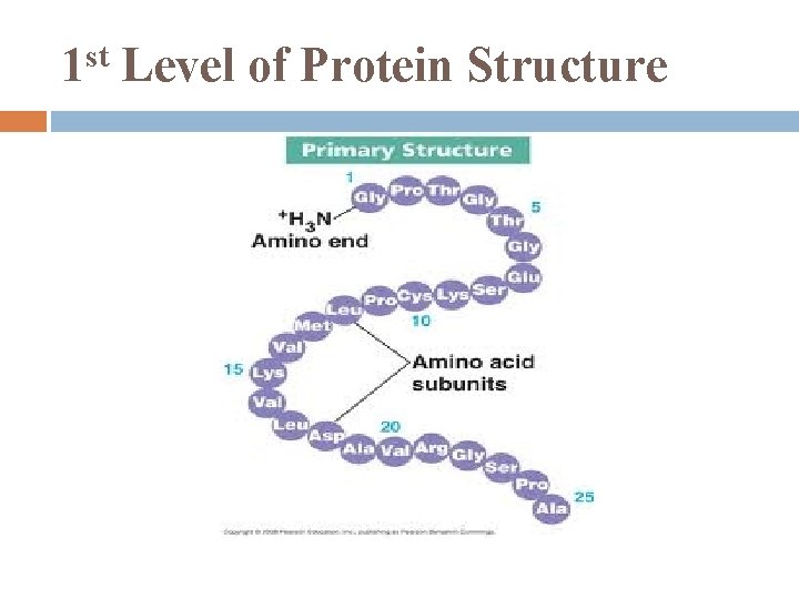 st 1 Level of Protein Structure 