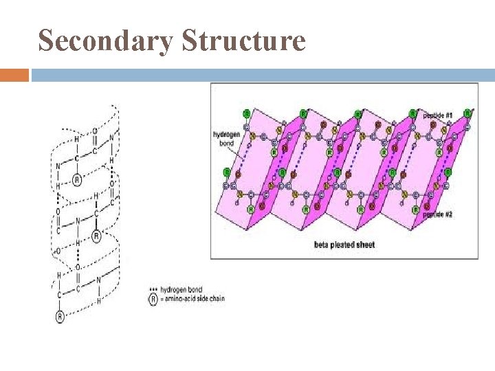Secondary Structure 