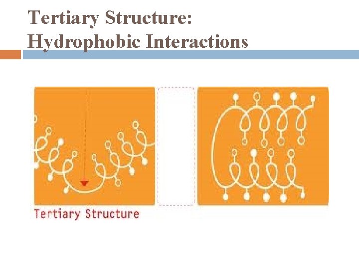 Tertiary Structure: Hydrophobic Interactions 