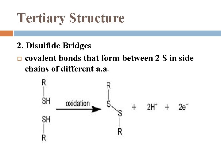 Tertiary Structure 2. Disulfide Bridges covalent bonds that form between 2 S in side